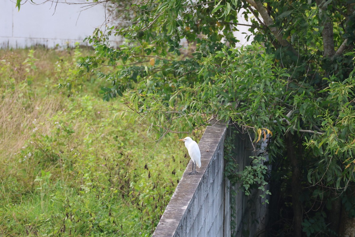 大白鷺 - ML646627277