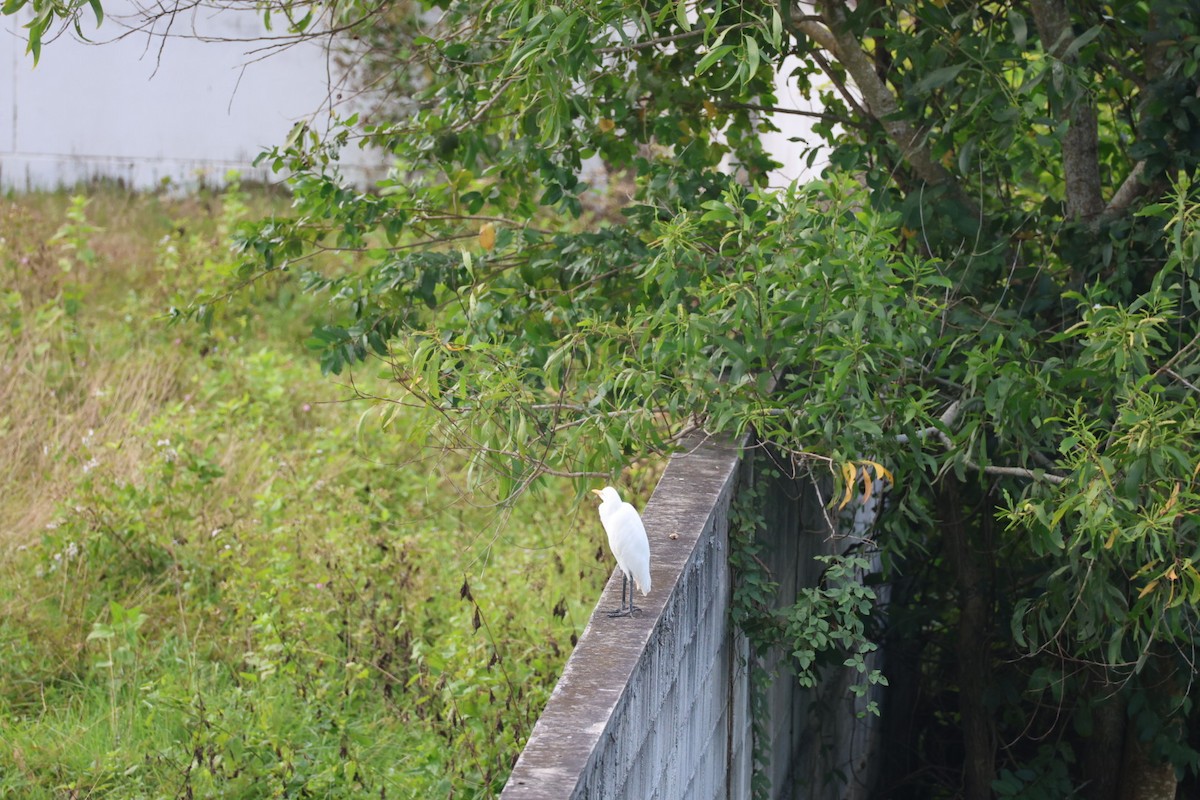 大白鷺 - ML646627278