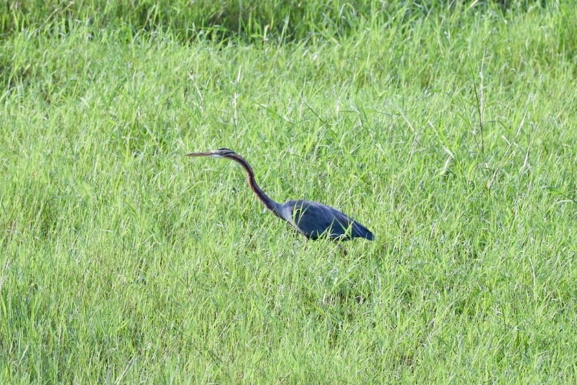 紫鷺 - ML646627280