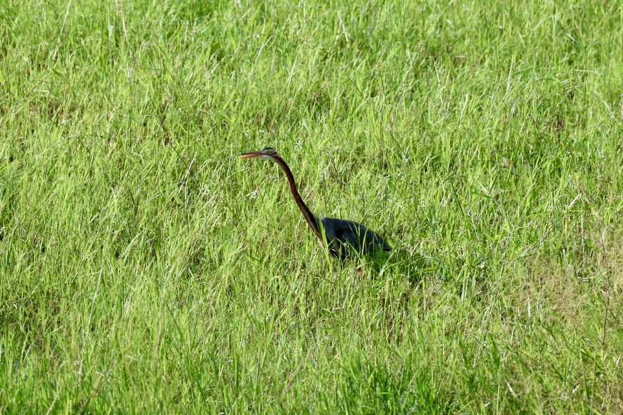 紫鷺 - ML646627281