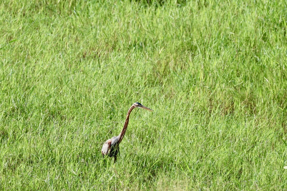 紫鷺 - ML646627282