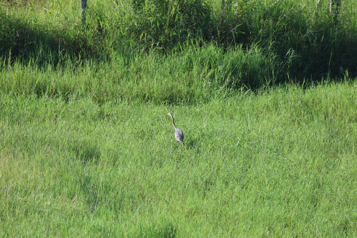 紫鷺 - ML646627283