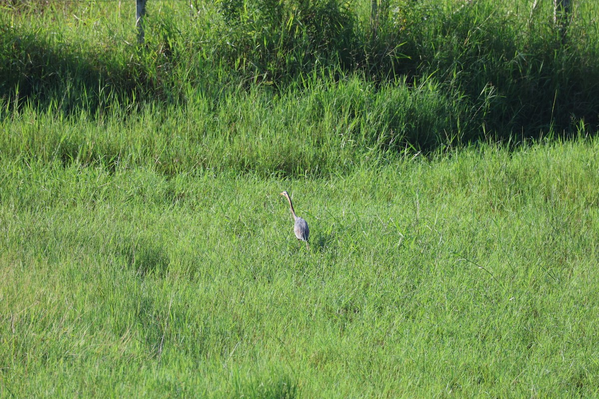 紫鷺 - ML646627284