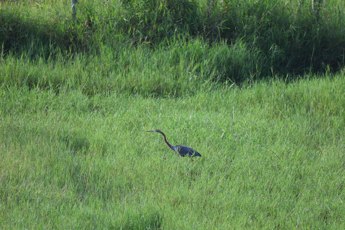 紫鷺 - ML646627285