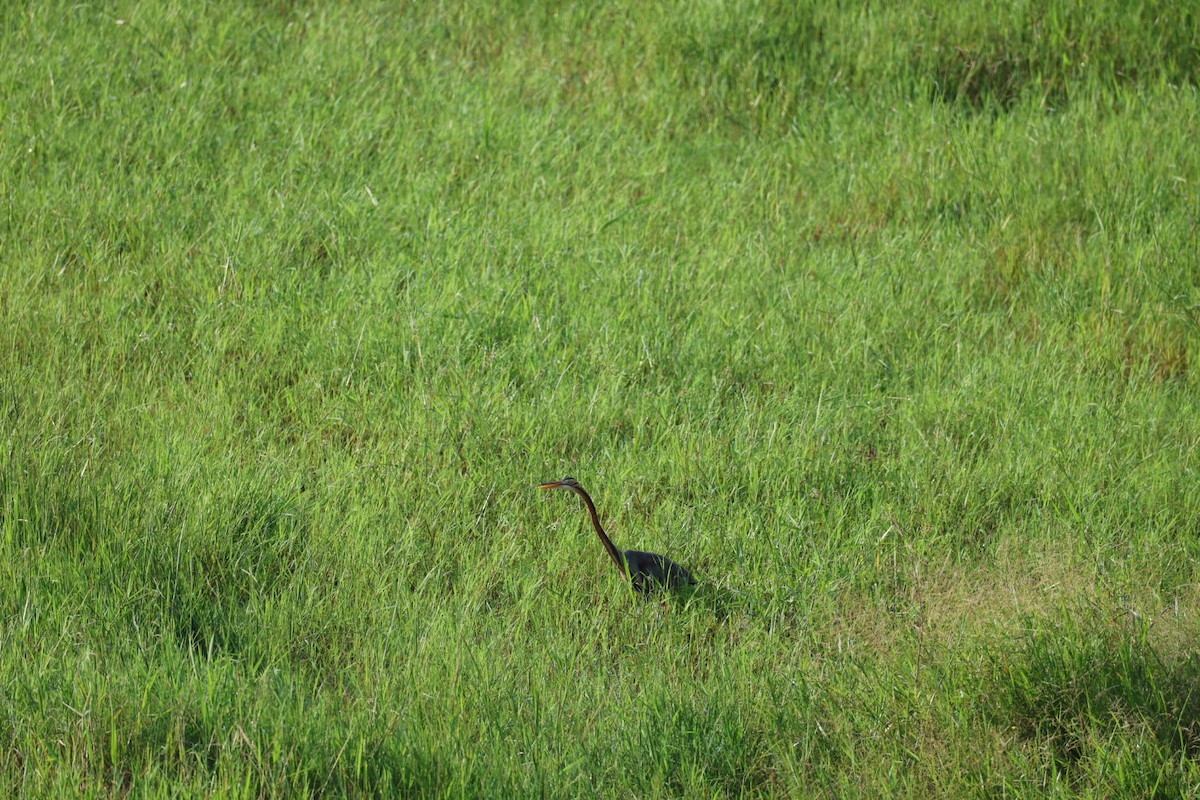 紫鷺 - ML646627286