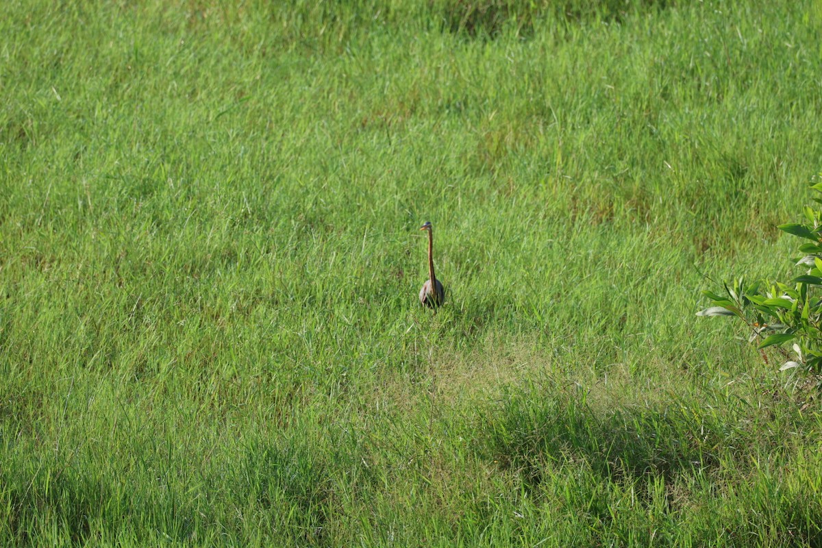 紫鷺 - ML646627287