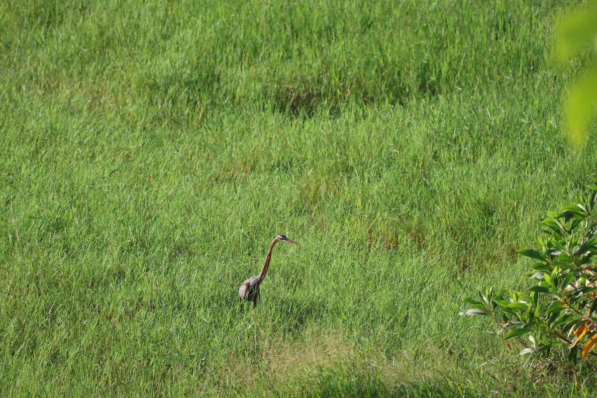 紫鷺 - ML646627289