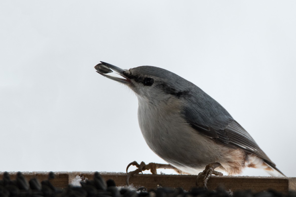 Повзик звичайний - ML646627290