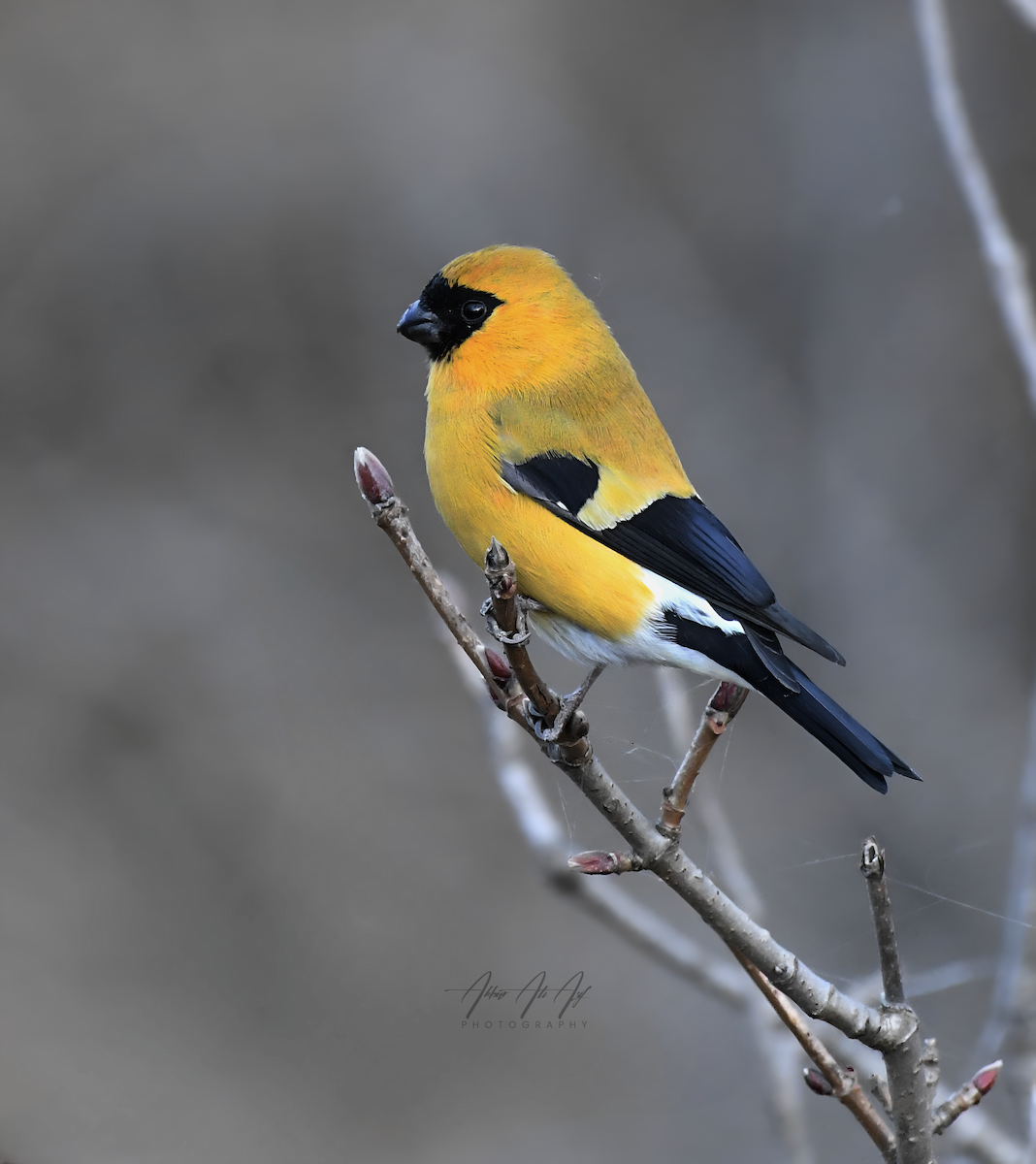 Orange Bullfinch - ML646627291