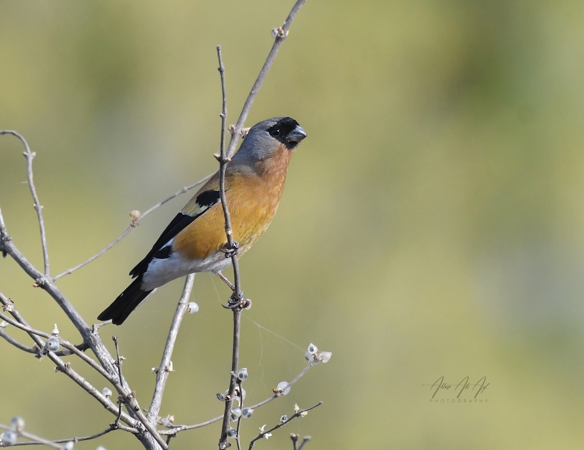 Orange Bullfinch - ML646627292