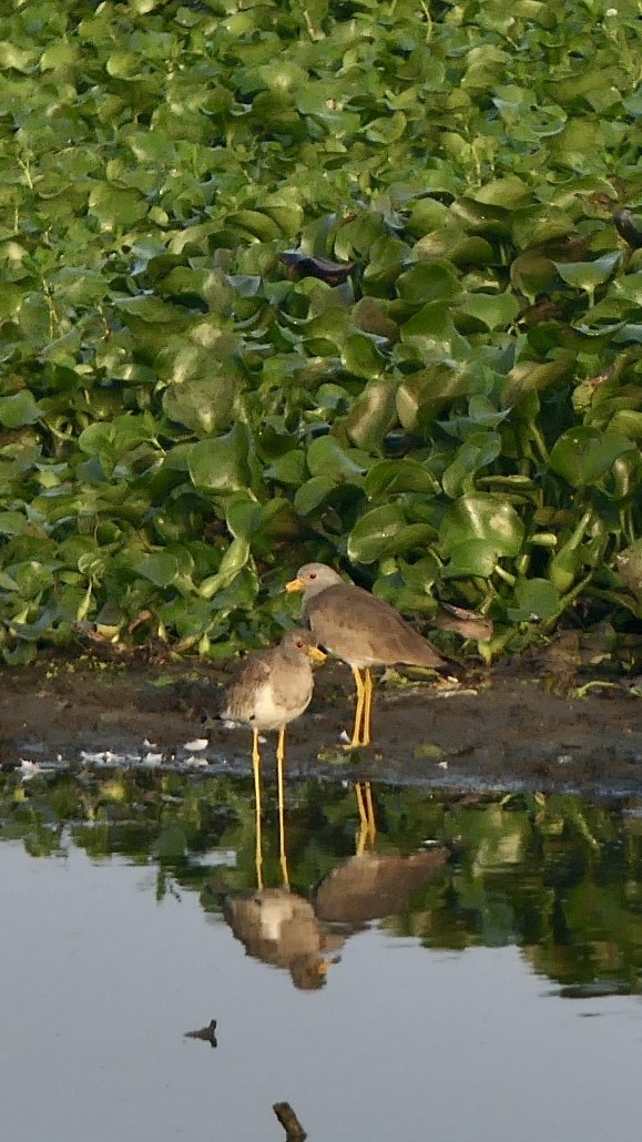Gray-headed Lapwing - ML646627294