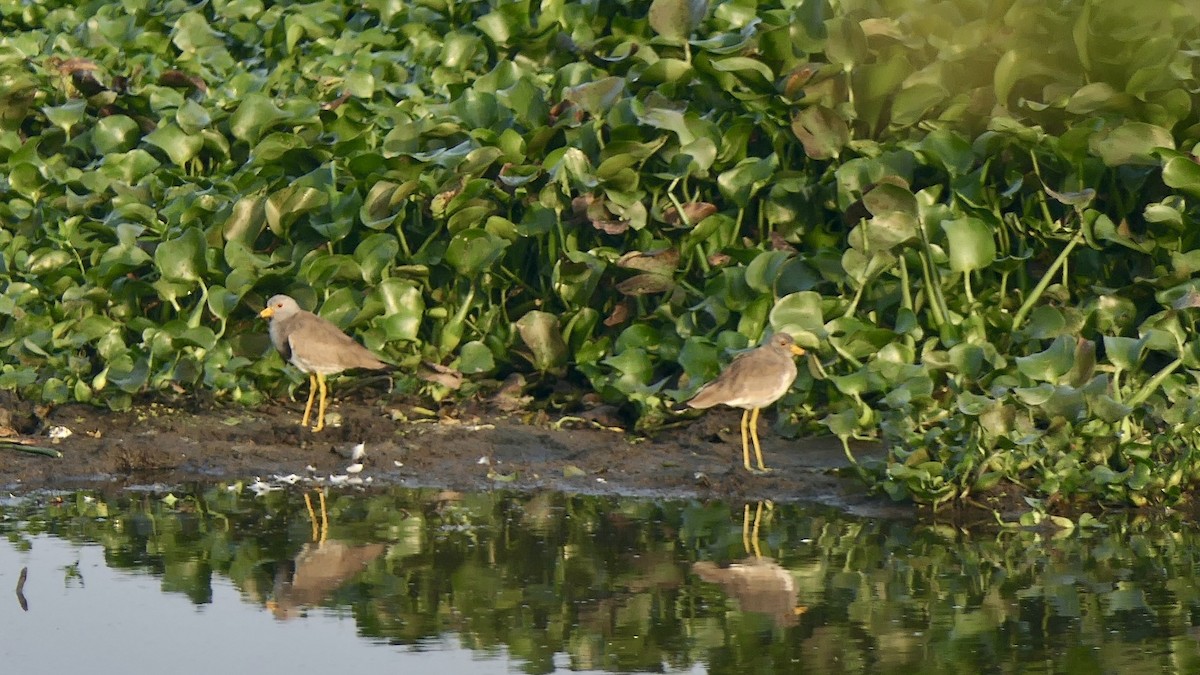 Gray-headed Lapwing - ML646627295