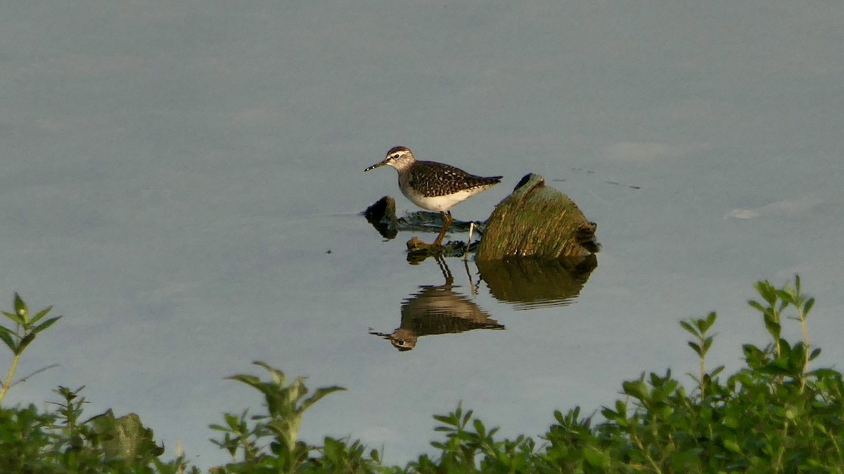 vodouš bahenní - ML646627301