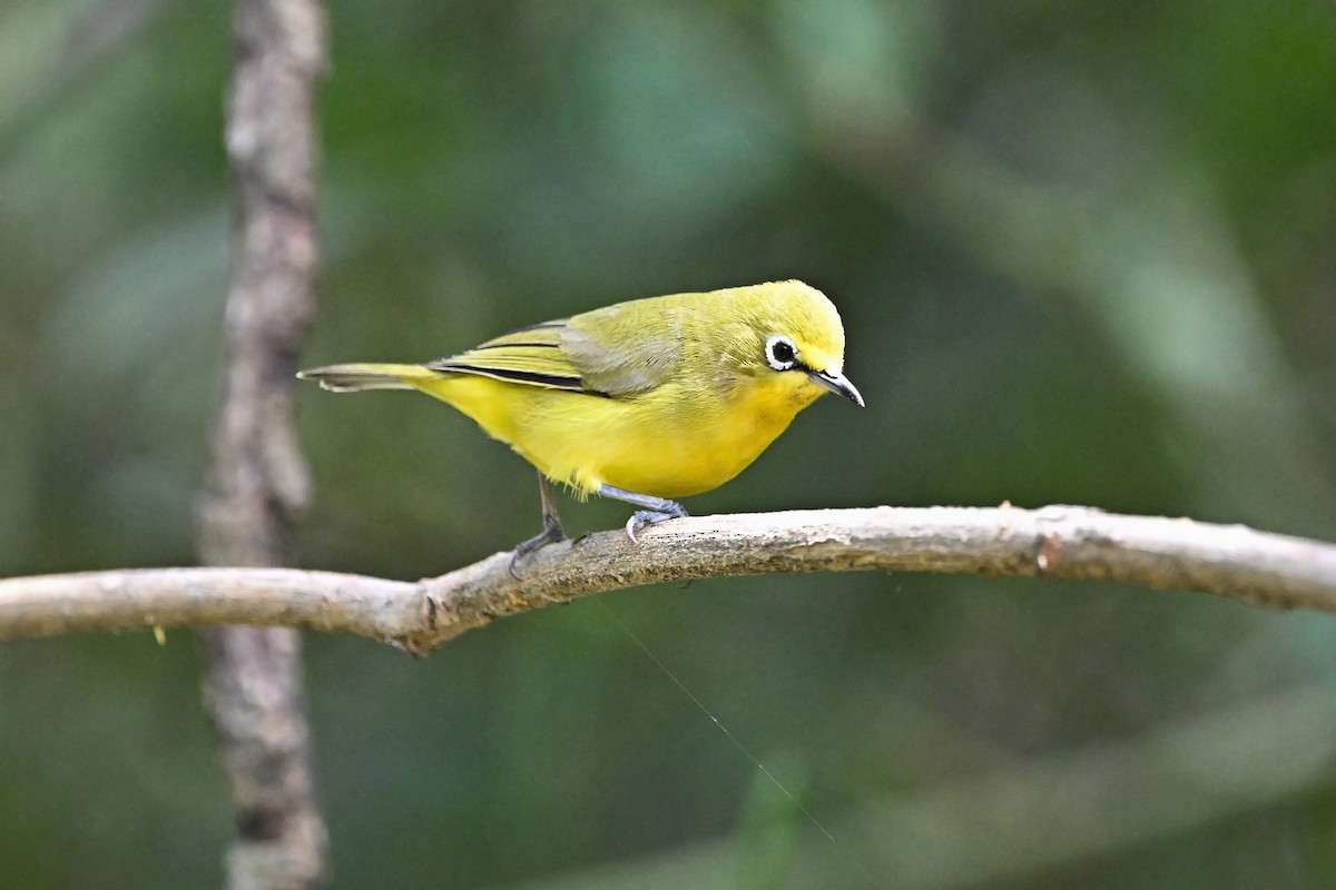 Northern Yellow White-eye - ML646627303