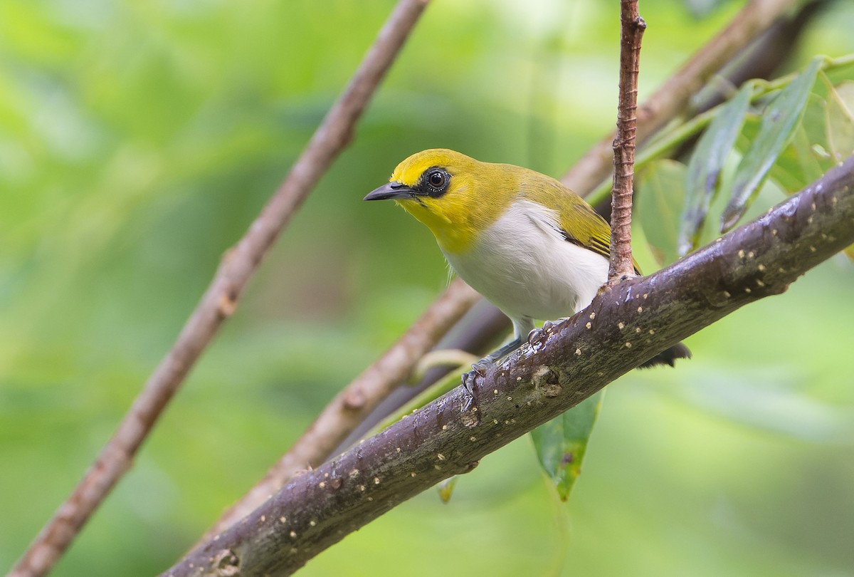 Black-ringed White-eye - ML646627310