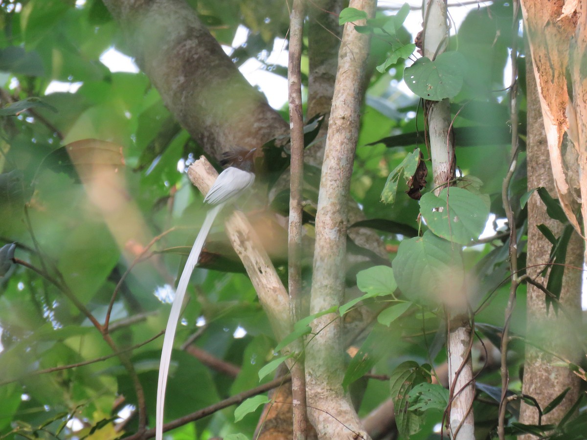 Hainparadiesschnäpper - ML646627312