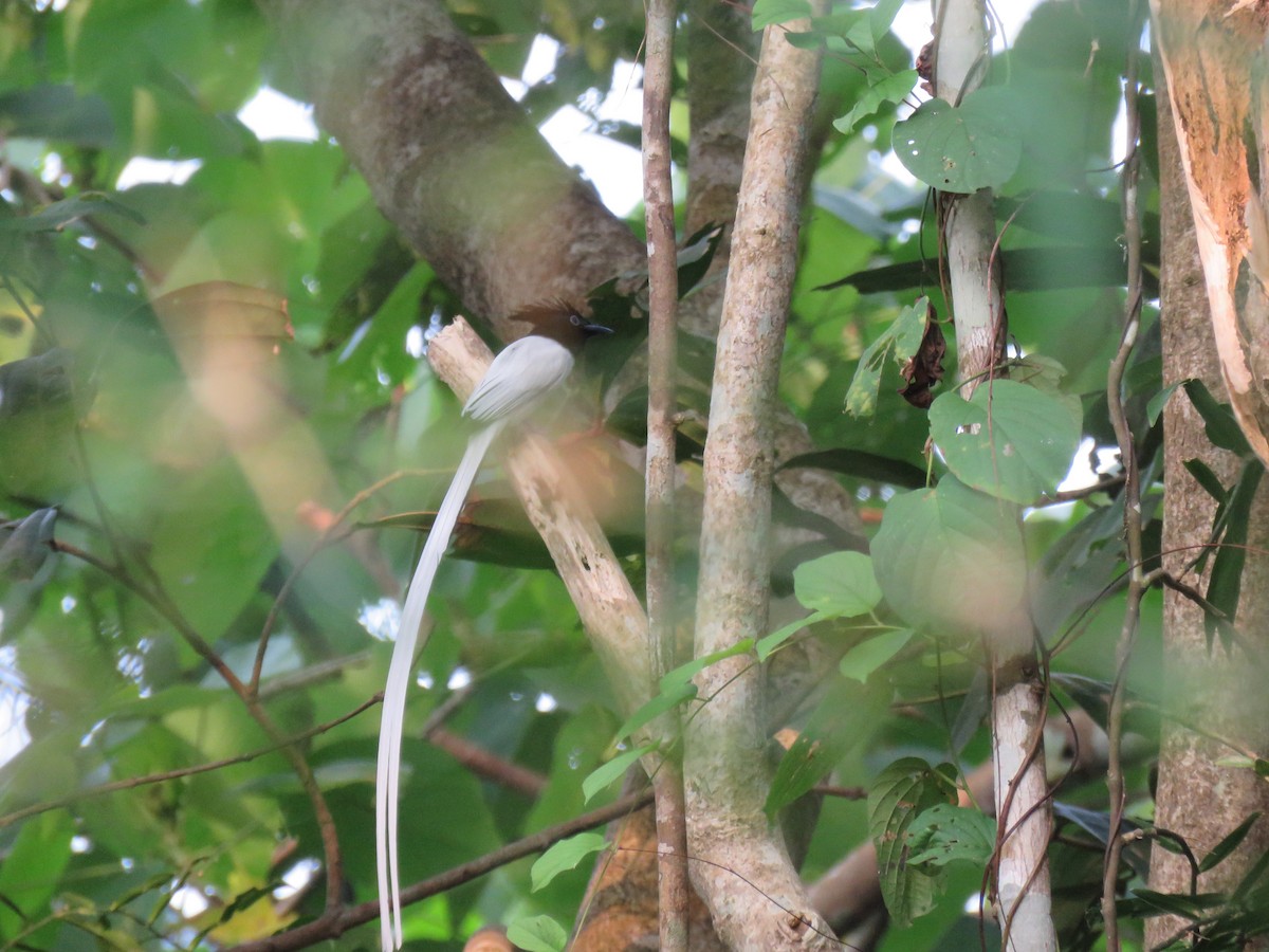 Hainparadiesschnäpper - ML646627313