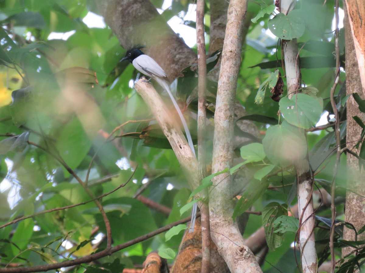 Hainparadiesschnäpper - ML646627314