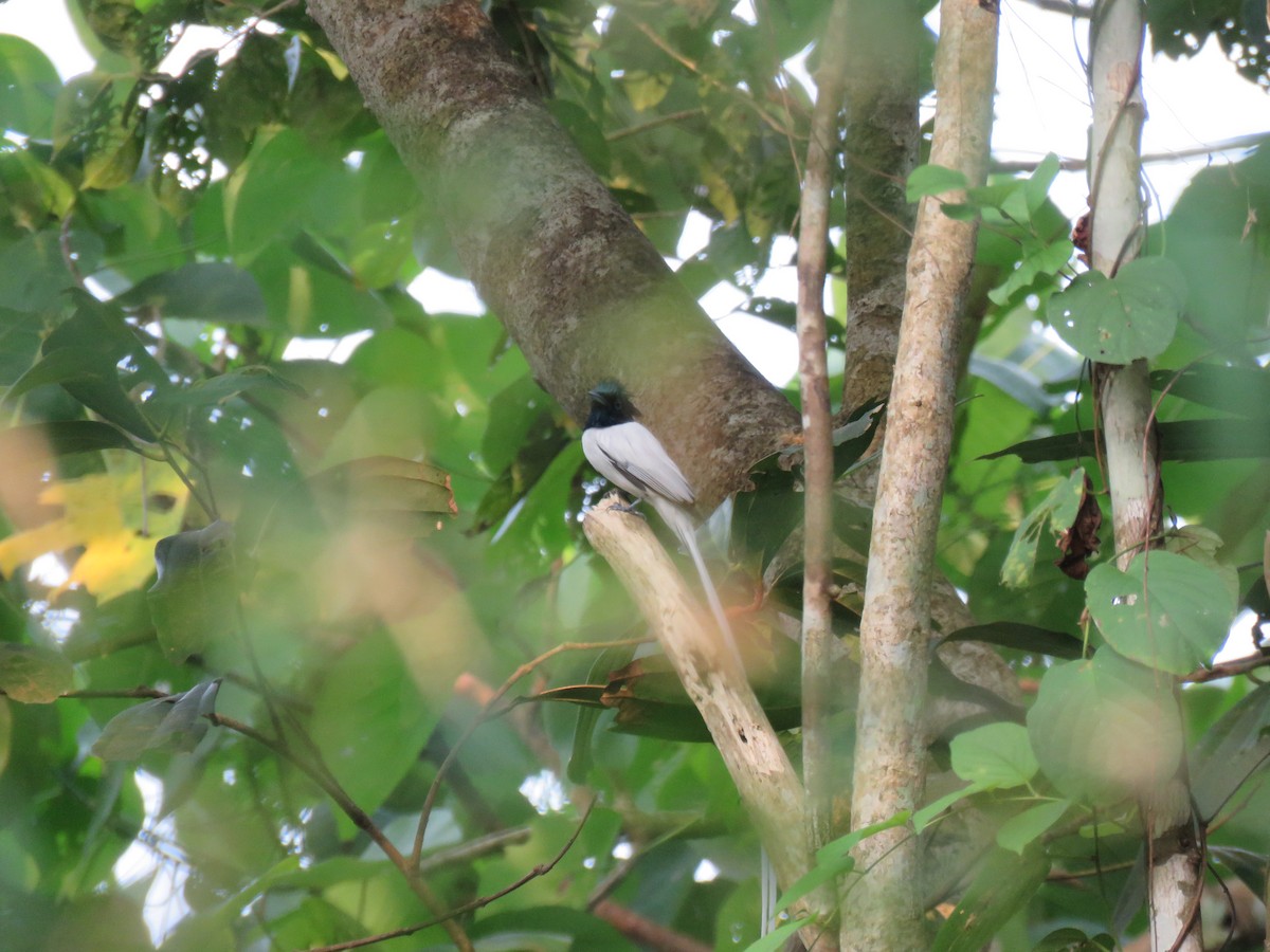 Hainparadiesschnäpper - ML646627315