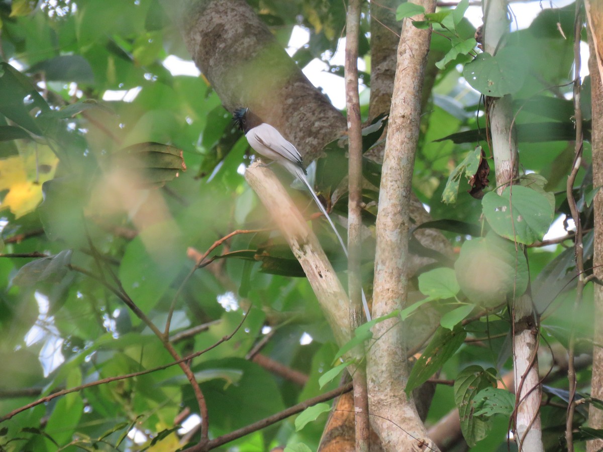 Hainparadiesschnäpper - ML646627316