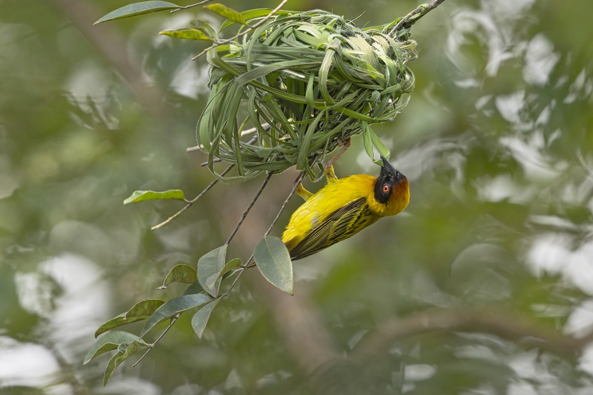 Vitelline Masked-Weaver - ML646627317