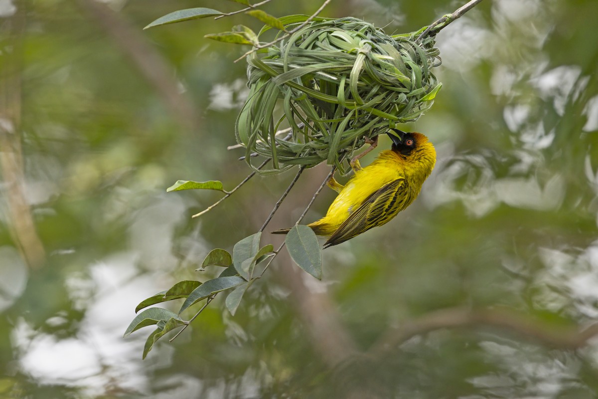 Vitelline Masked-Weaver - ML646627318