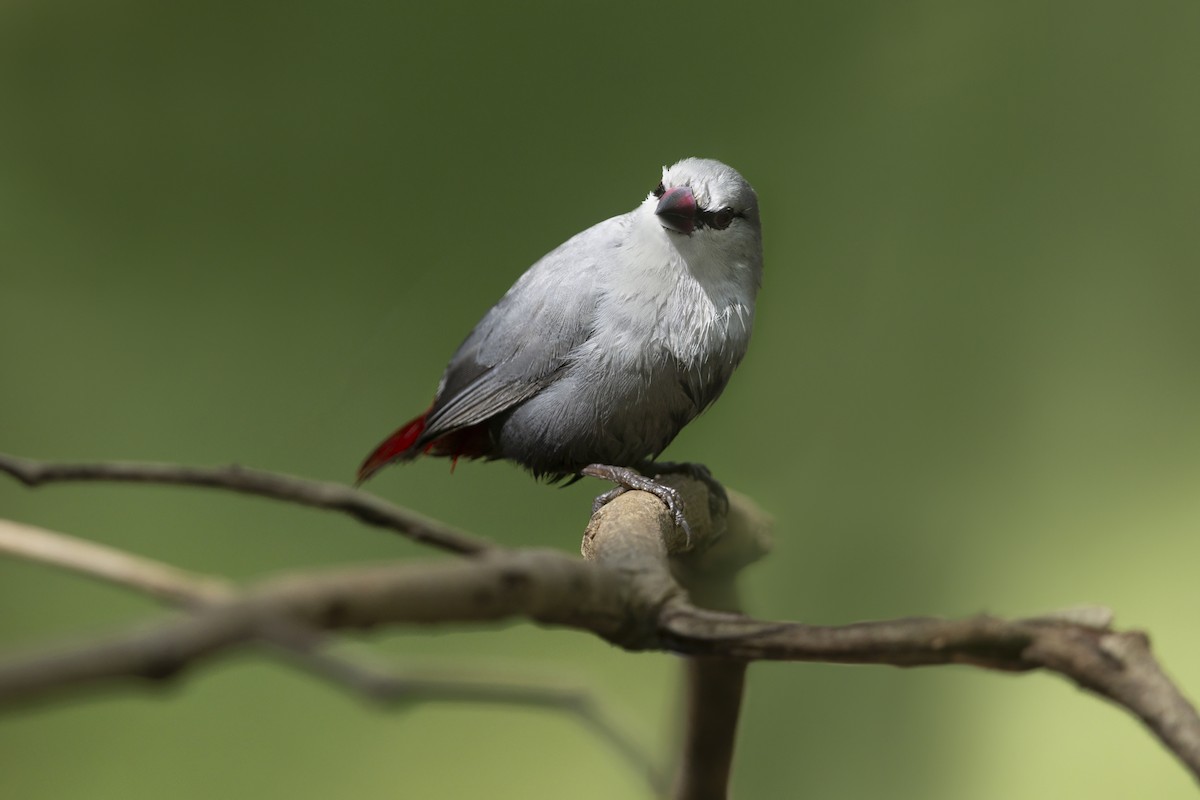 Lavender Waxbill - ML646627322