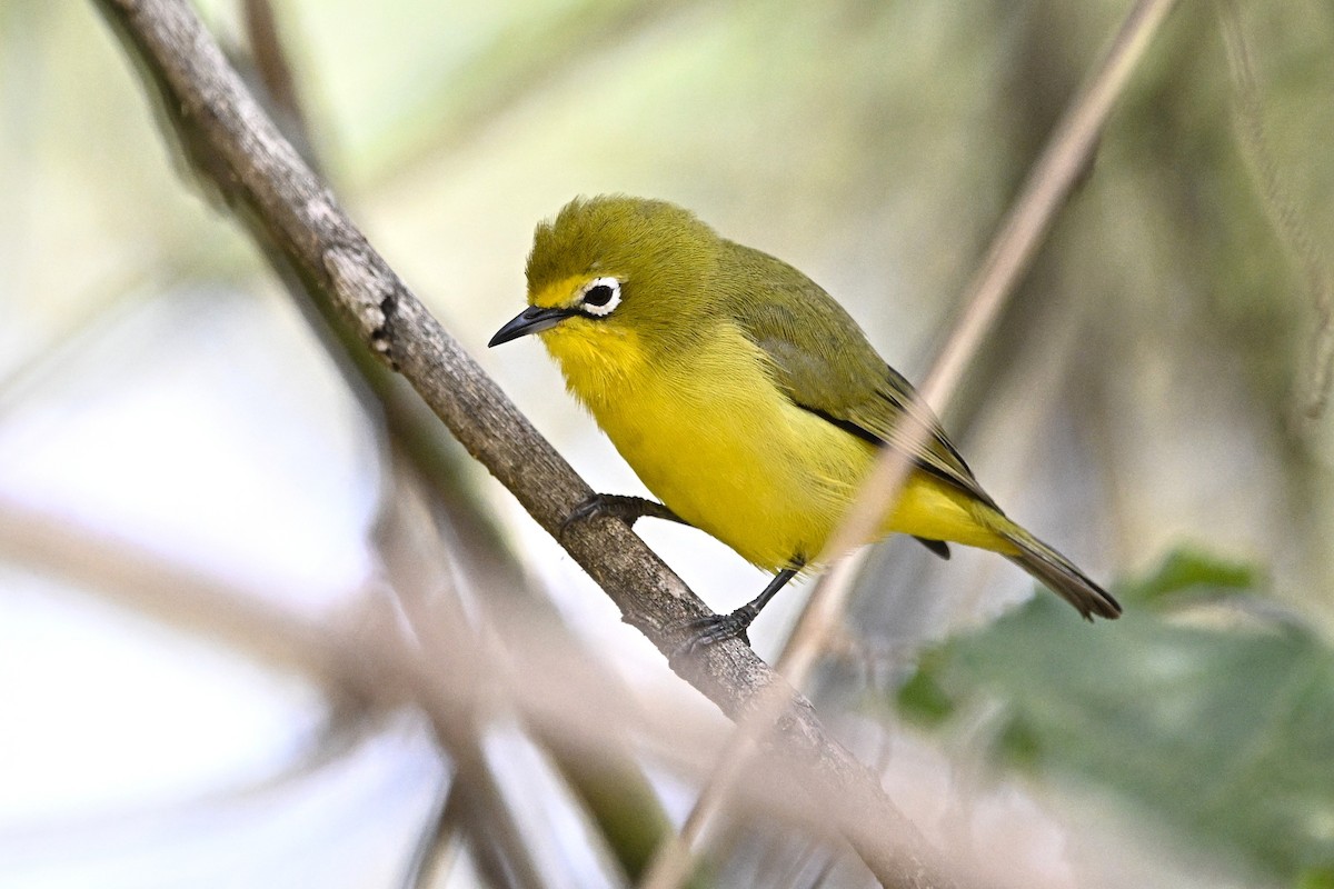 Northern Yellow White-eye - ML646627325