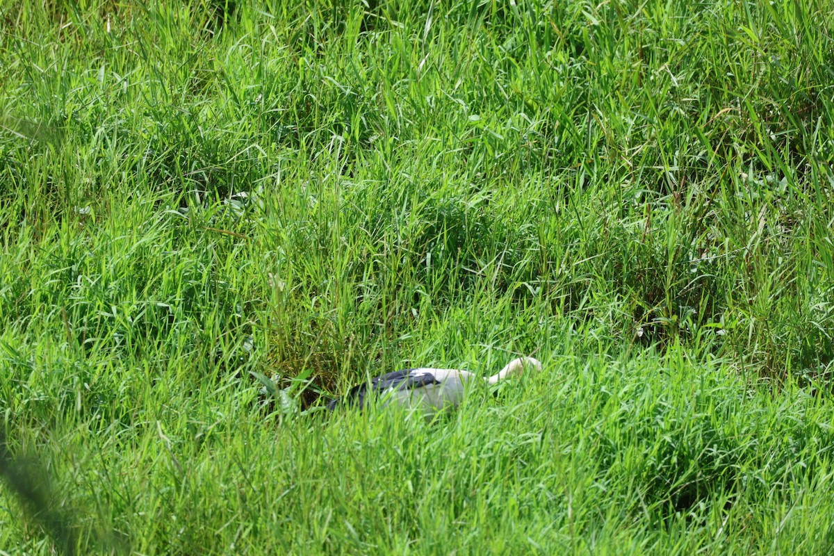 Asian Openbill - ML646627326