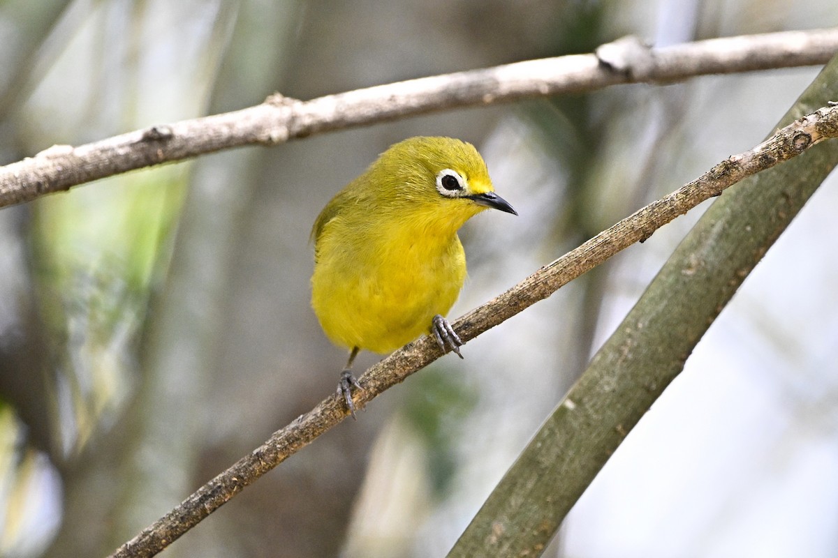 Northern Yellow White-eye - ML646627328