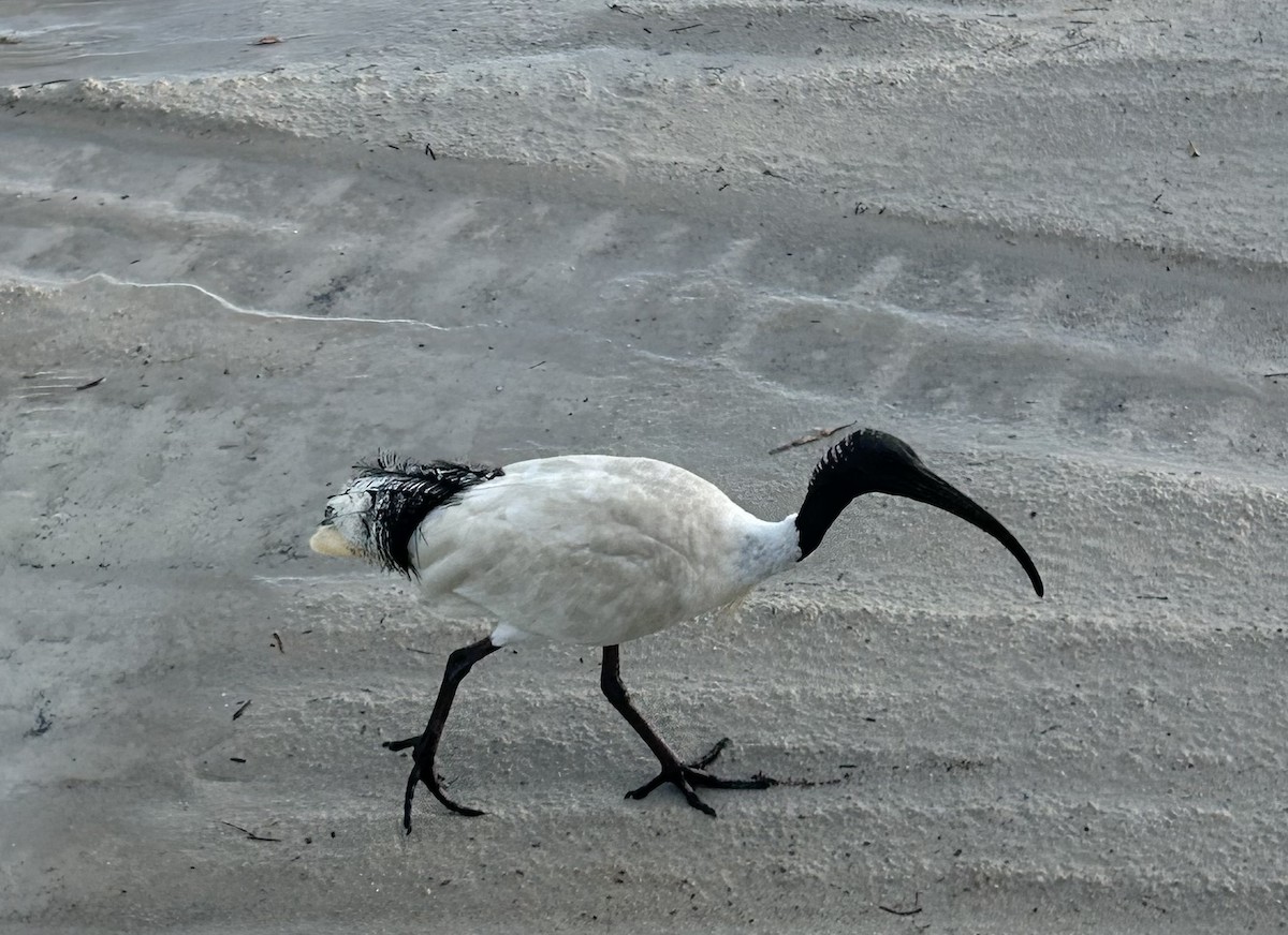 Australian Ibis - ML646627330