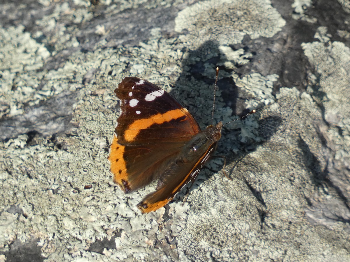 Red Admiral - ML646627331