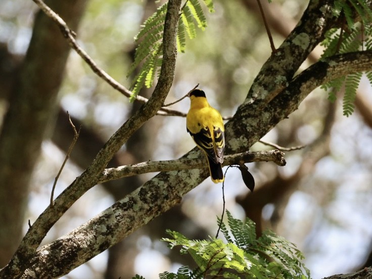 黃鸝 - ML646627333