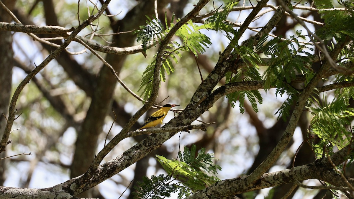 黃鸝 - ML646627334