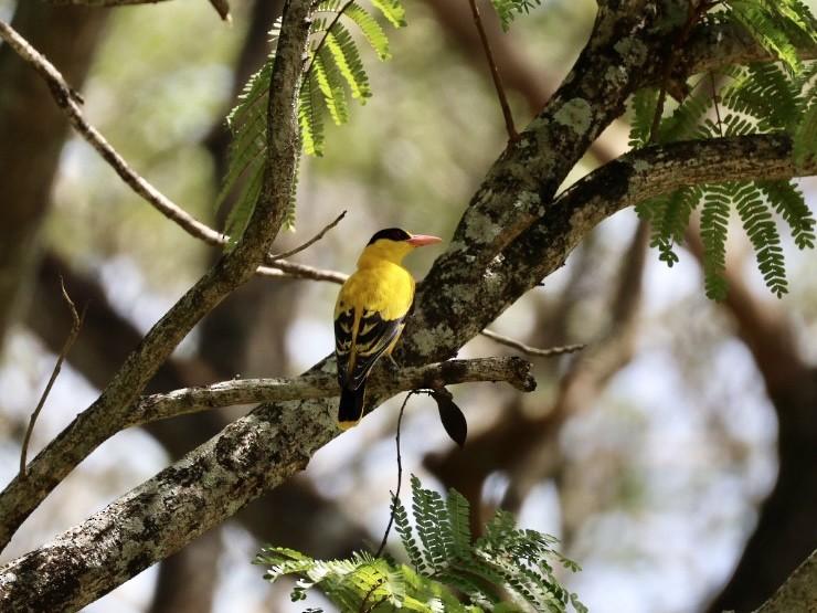 黃鸝 - ML646627335