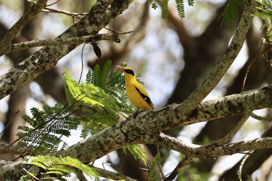 黃鸝 - ML646627336