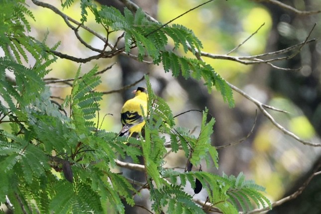 黃鸝 - ML646627337