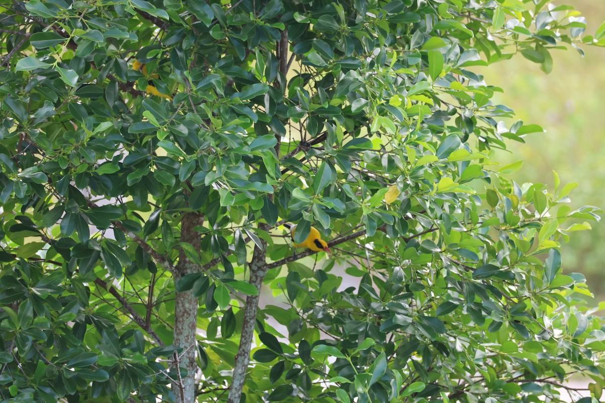 黃鸝 - ML646627338