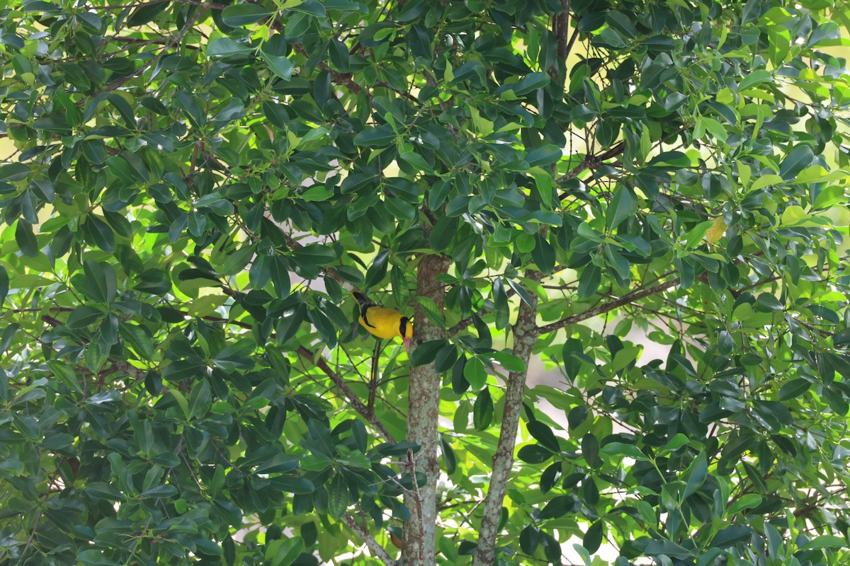 黃鸝 - ML646627339