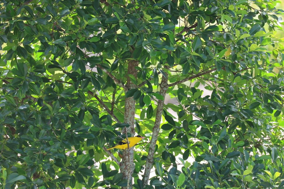 黃鸝 - ML646627340