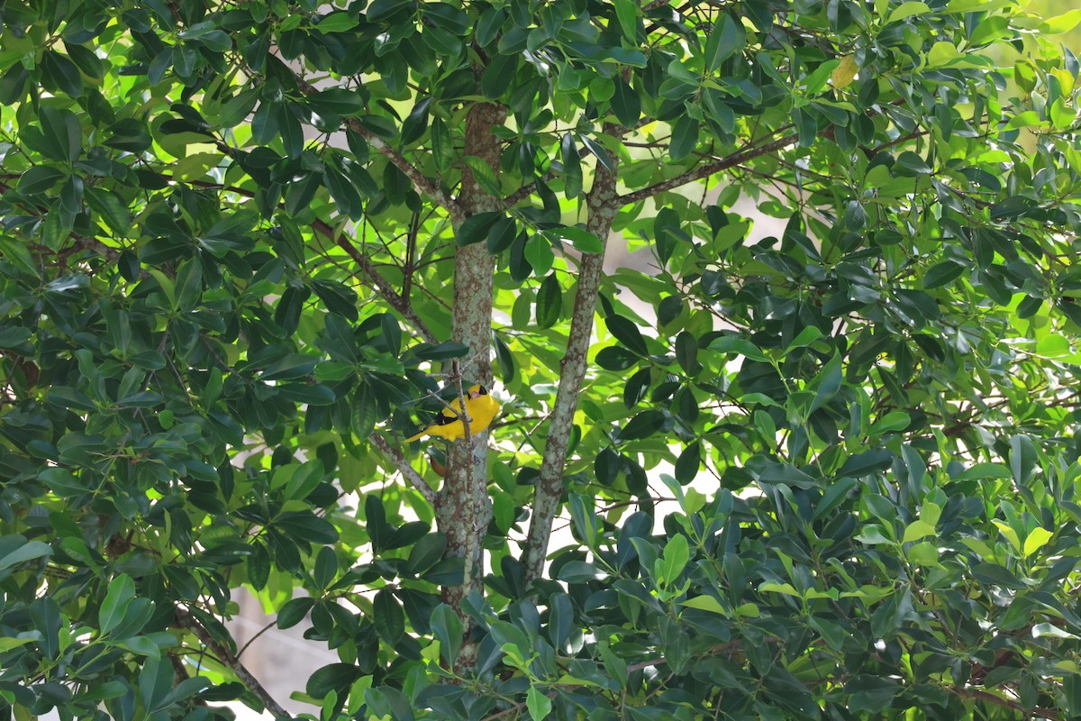 黃鸝 - ML646627341