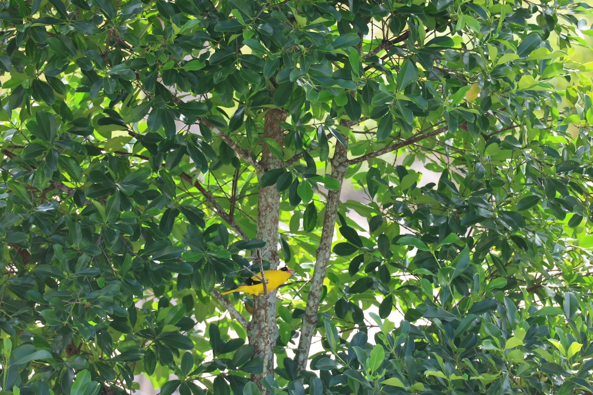 黃鸝 - ML646627342