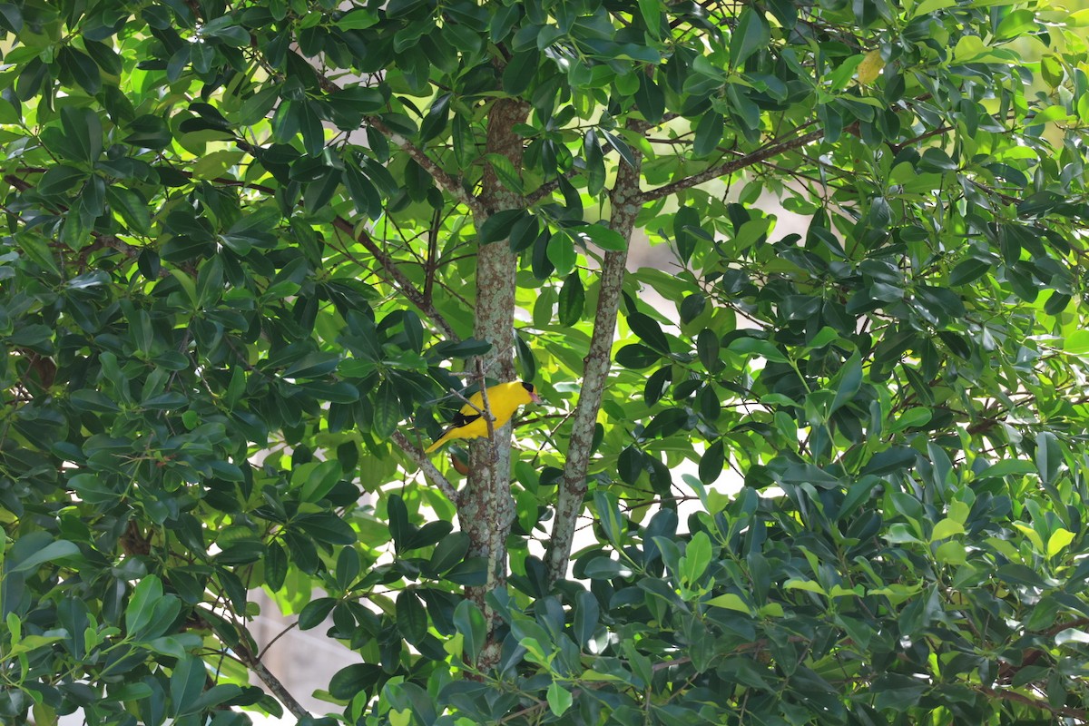 黃鸝 - ML646627343