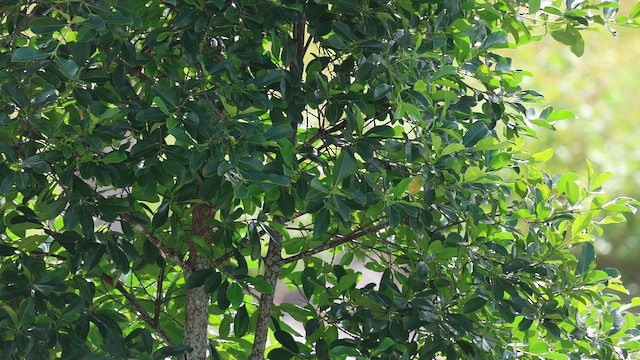 黃鸝 - ML646627344