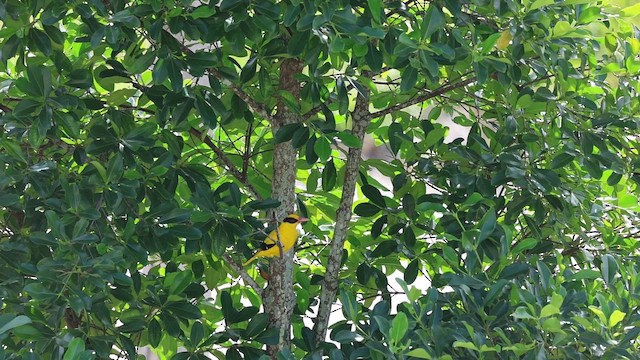 黃鸝 - ML646627345