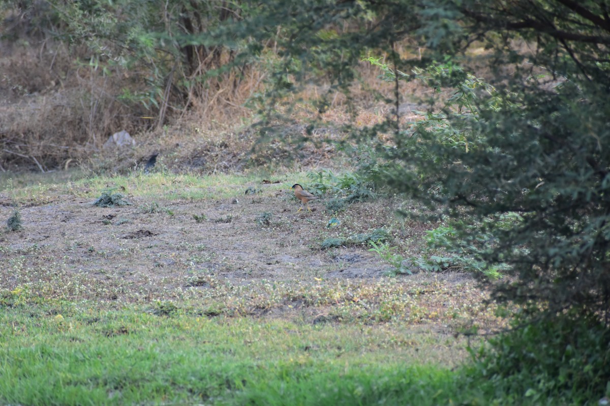 Brahminy Starling - ML646627347