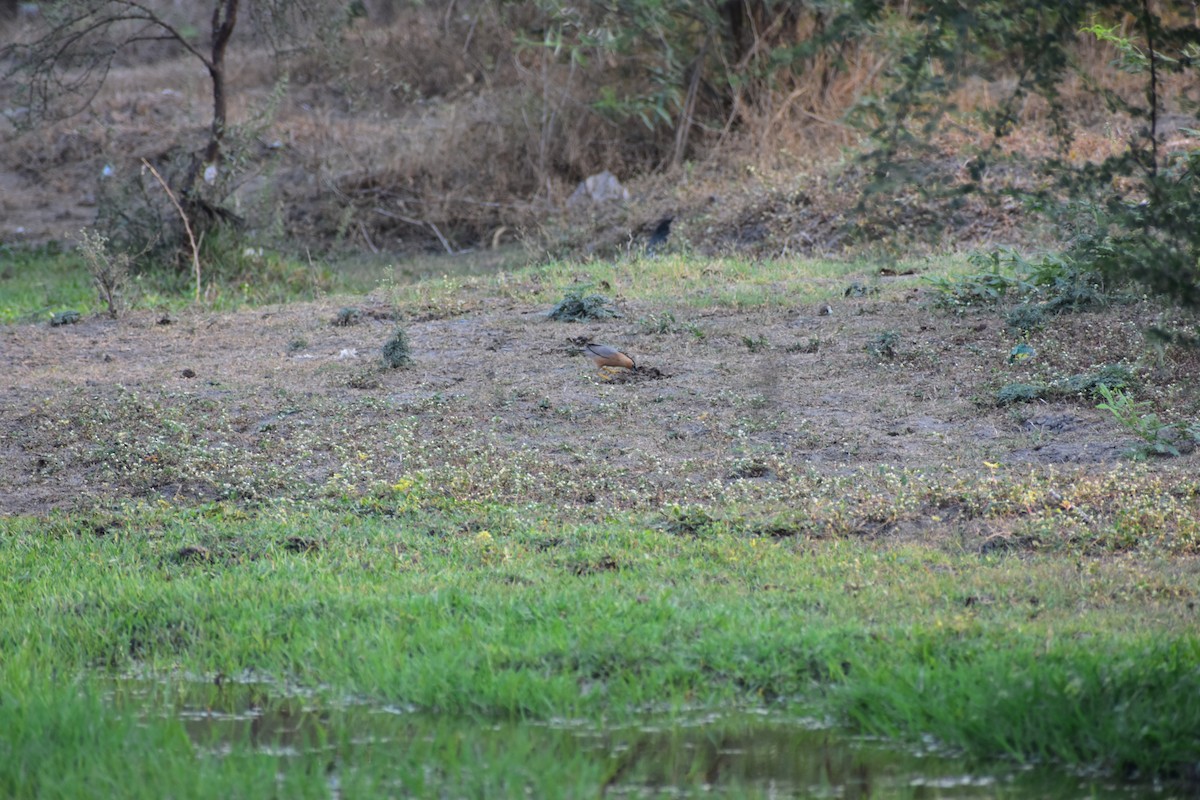 Brahminy Starling - ML646627348