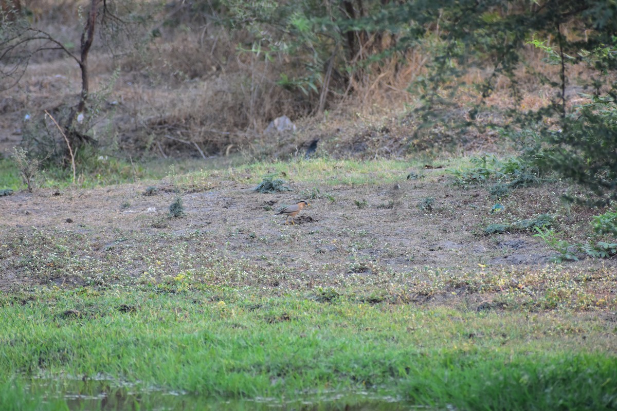 Brahminy Starling - ML646627349