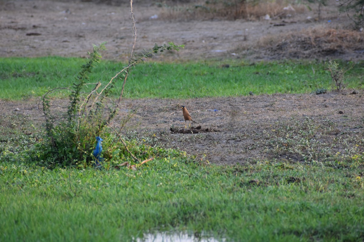 Brahminy Starling - ML646627350