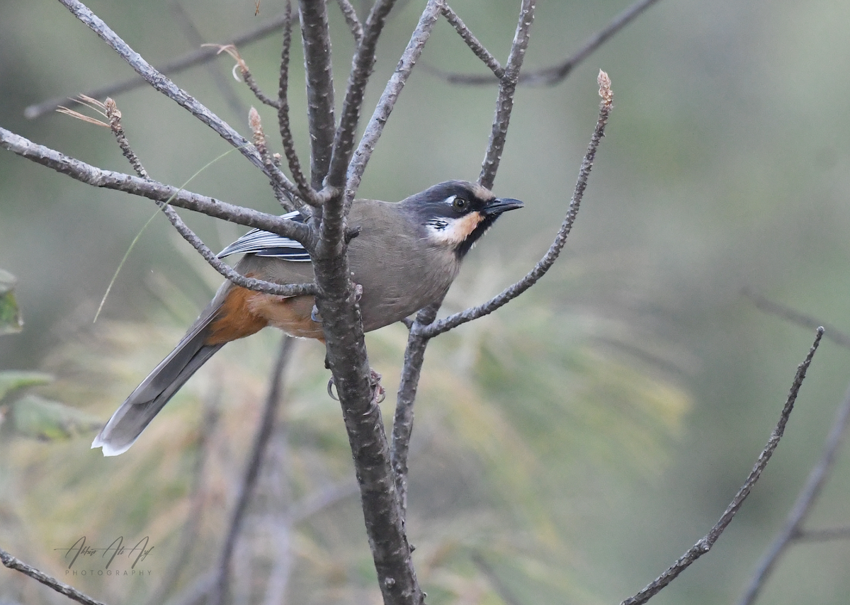 Variegated Laughingthrush - ML646627352
